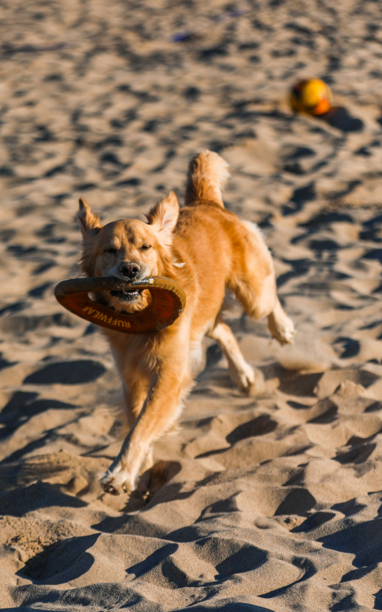 Let’s take our puppies on a walk