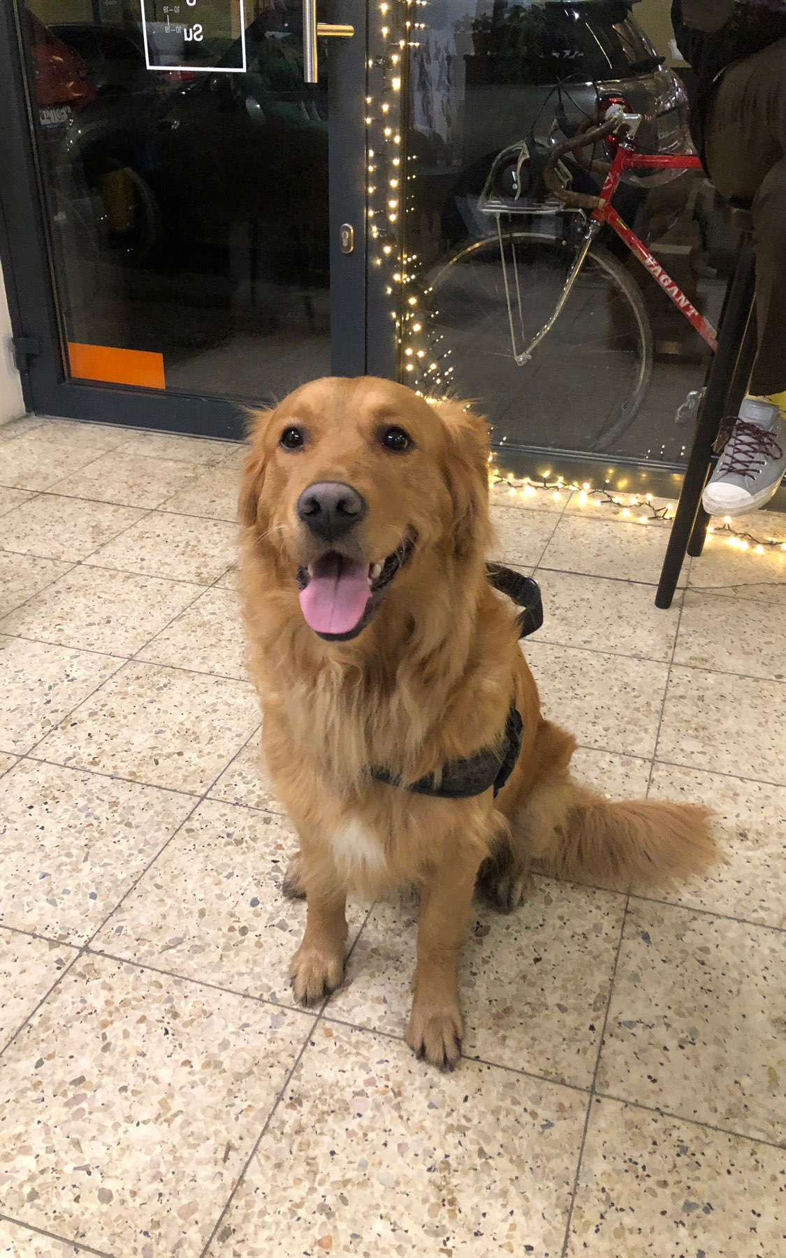 Let’s take our puppies on a walk