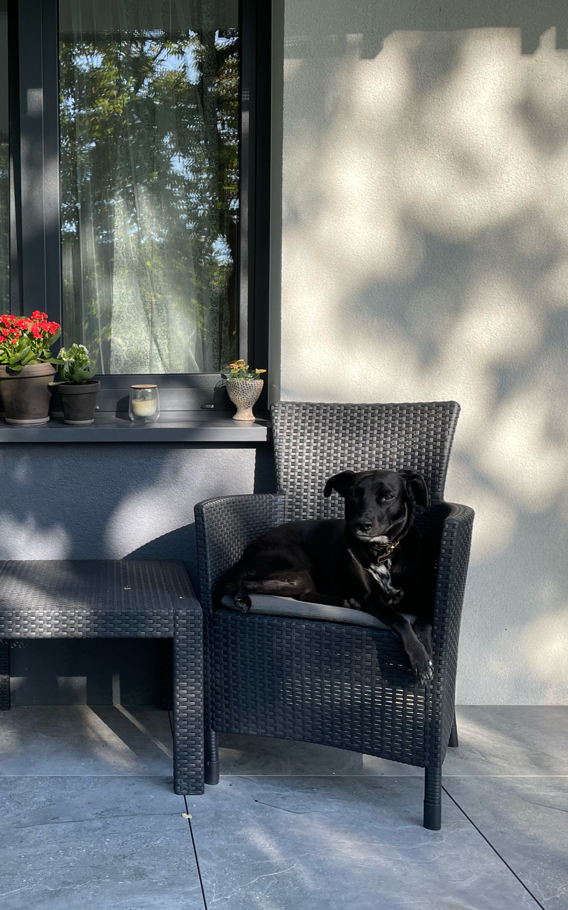 Let’s take our puppies on a walk