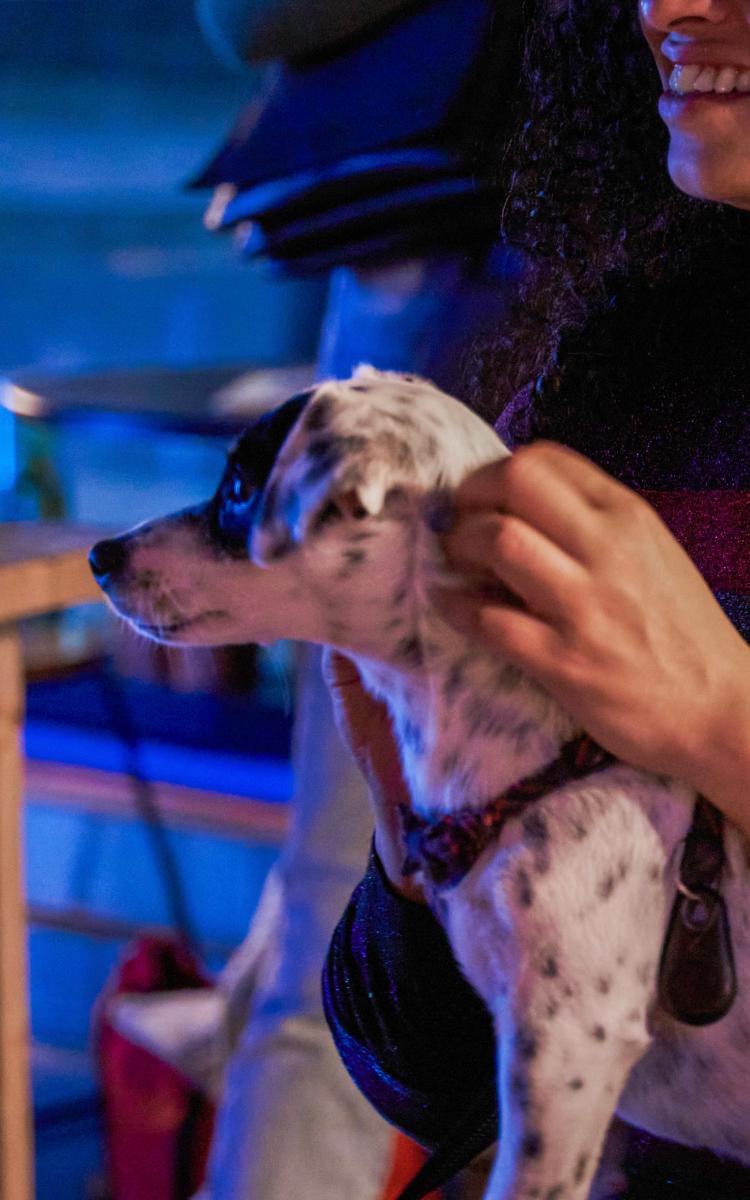 Let’s take our puppies on a walk