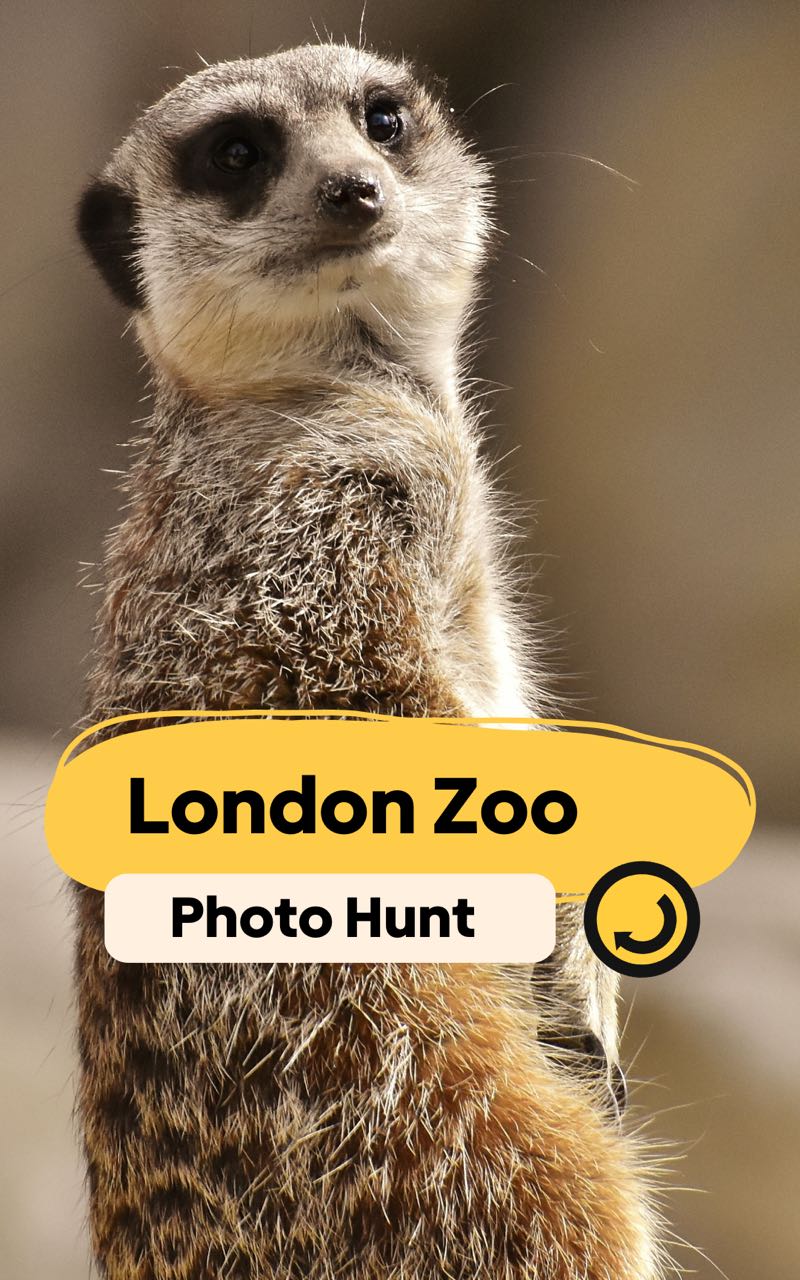 London Zoo | Photo Scavenger Hunt 🦁📸