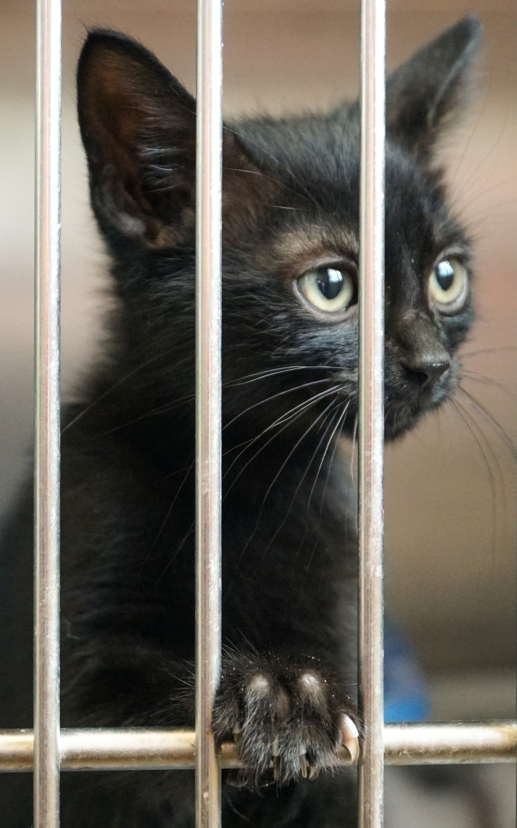 Animal Shelter visit
