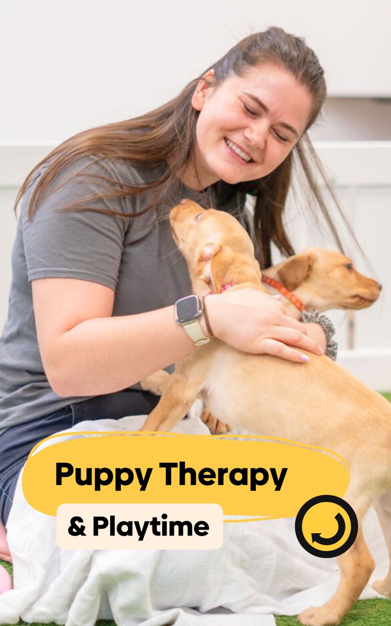 Puppy Cuddles & Play Time 🐶 💛