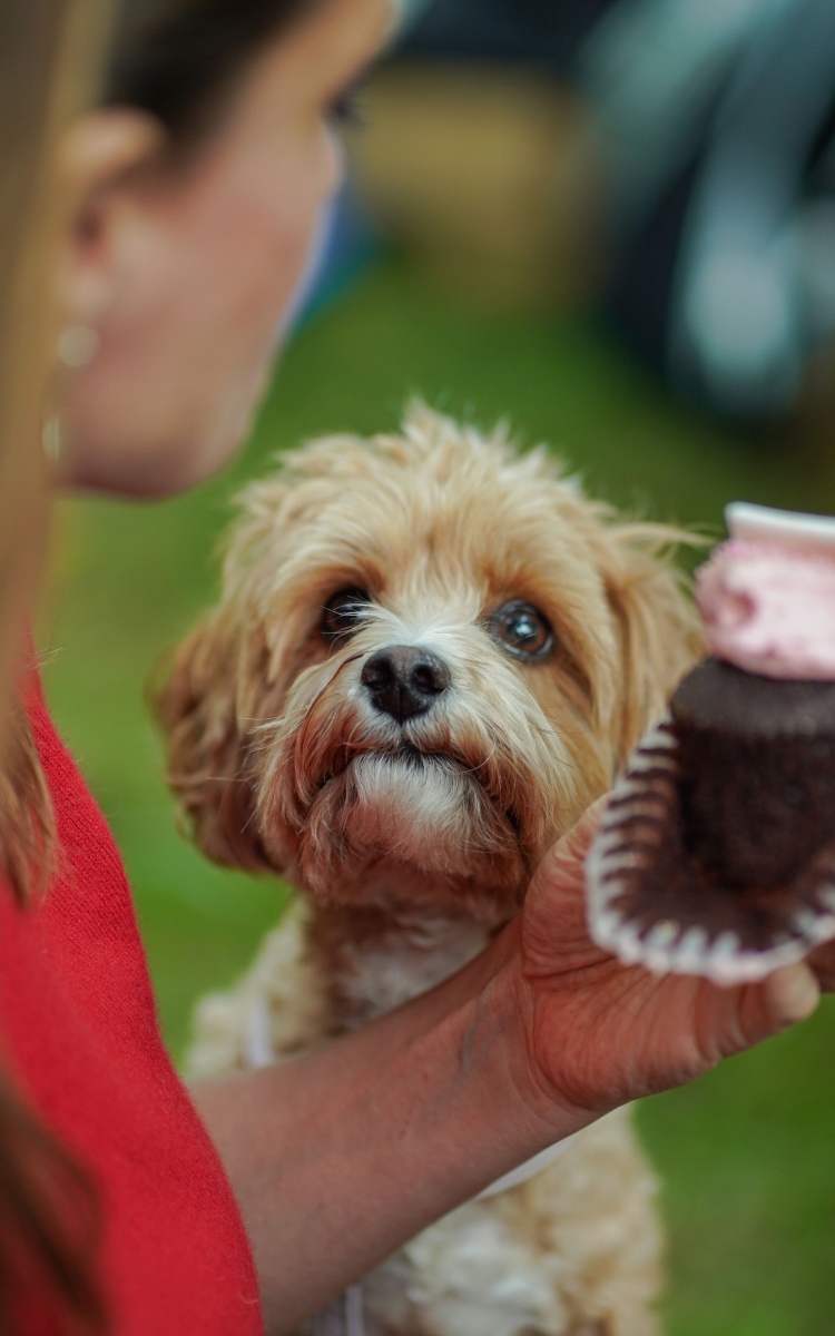 Let’s take our puppies on a walk