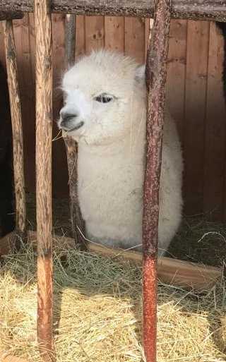 Let's speak Spanish in Wroclaw 🦙🇪🇸