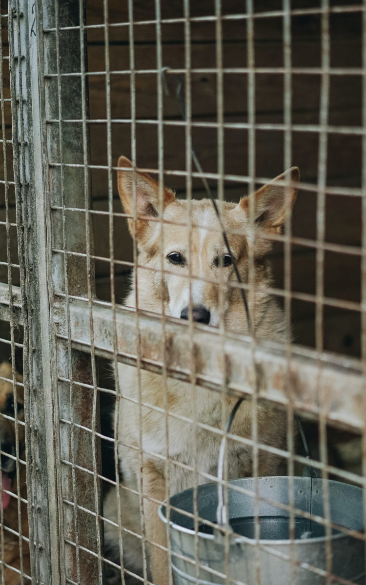 Animal Shelter visit