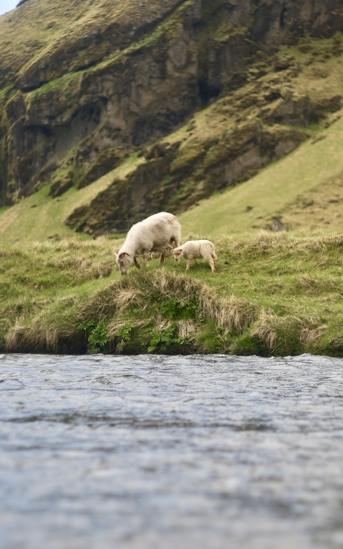 Iceland: trip and food