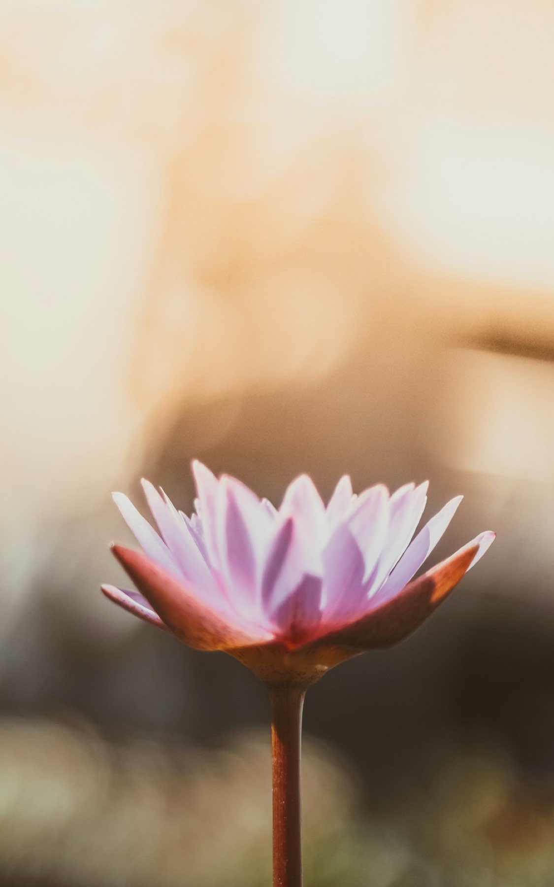 Monday Magic with Pixie - online yoga