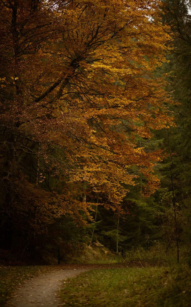 3Day Meditation Retreat at Amaravati Monastery