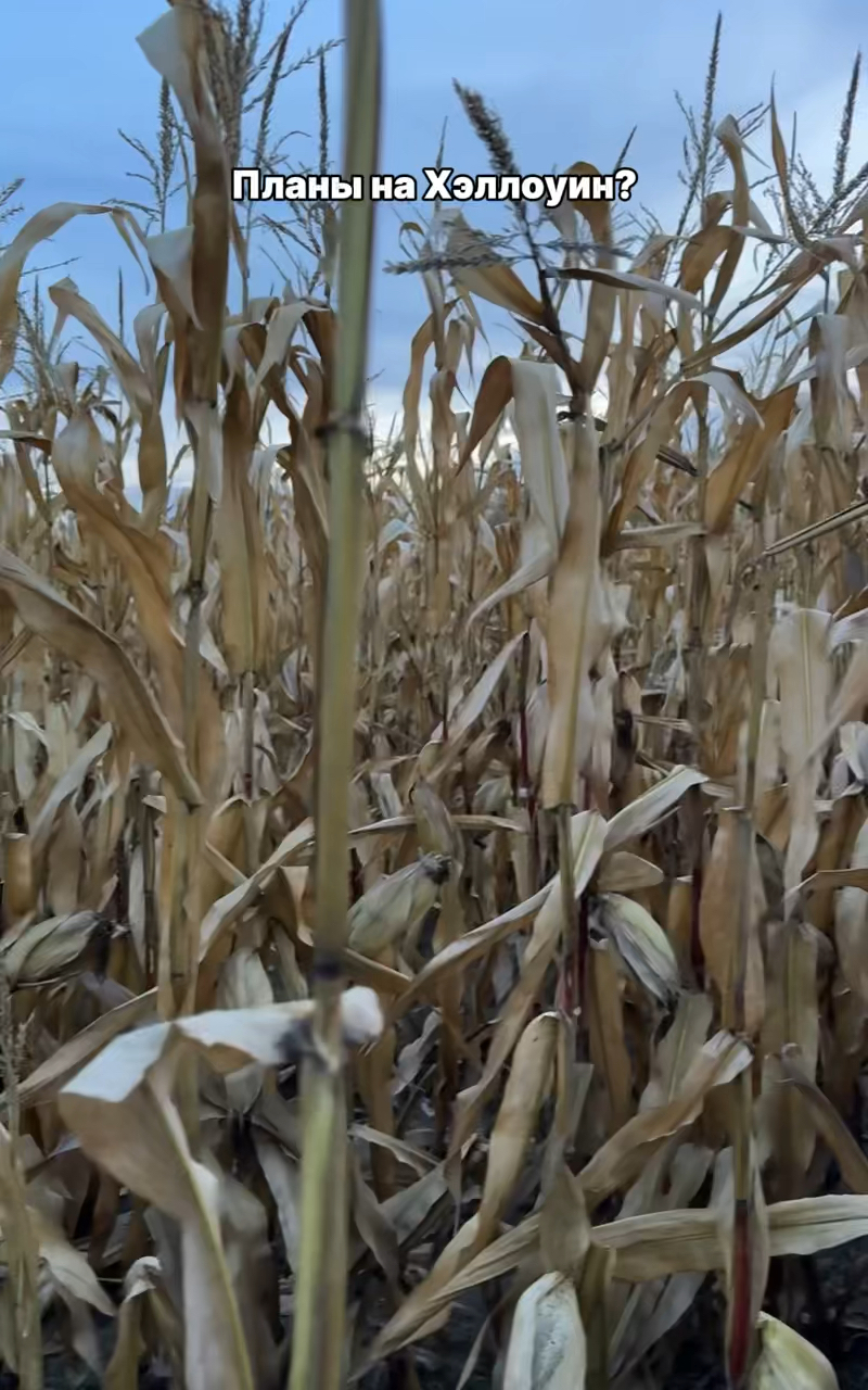 Рисуем картины без опыта