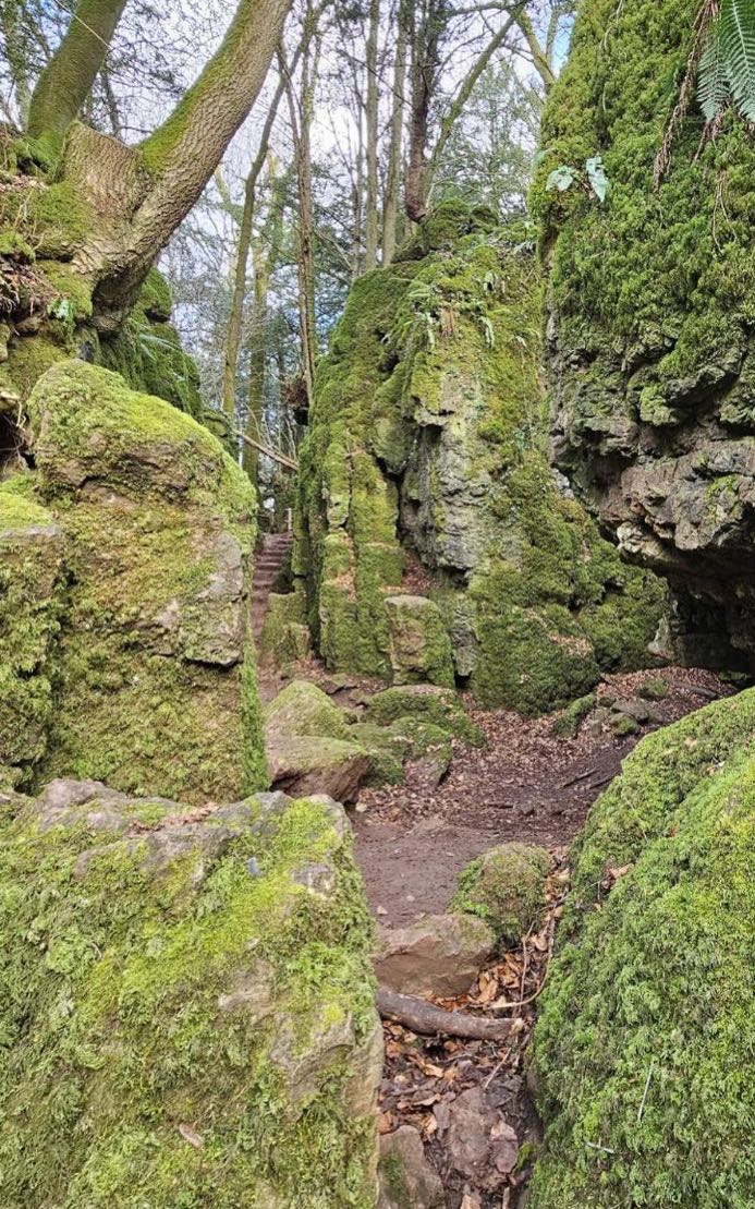 Forest Trekkers - Puzzlewood Autumnal Maze 🍂