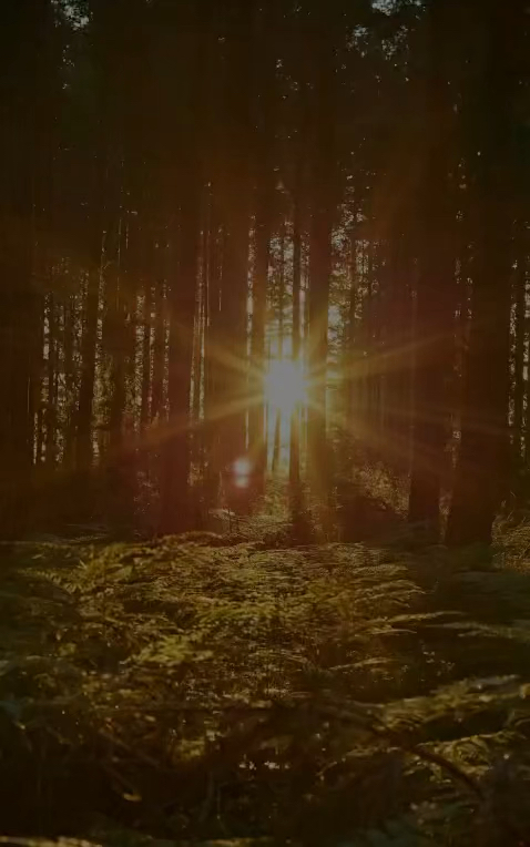 Imbolc The Light Returning Day Retreat