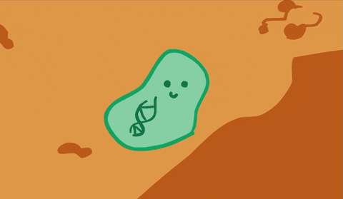 Feeding the gut, shaping the mind