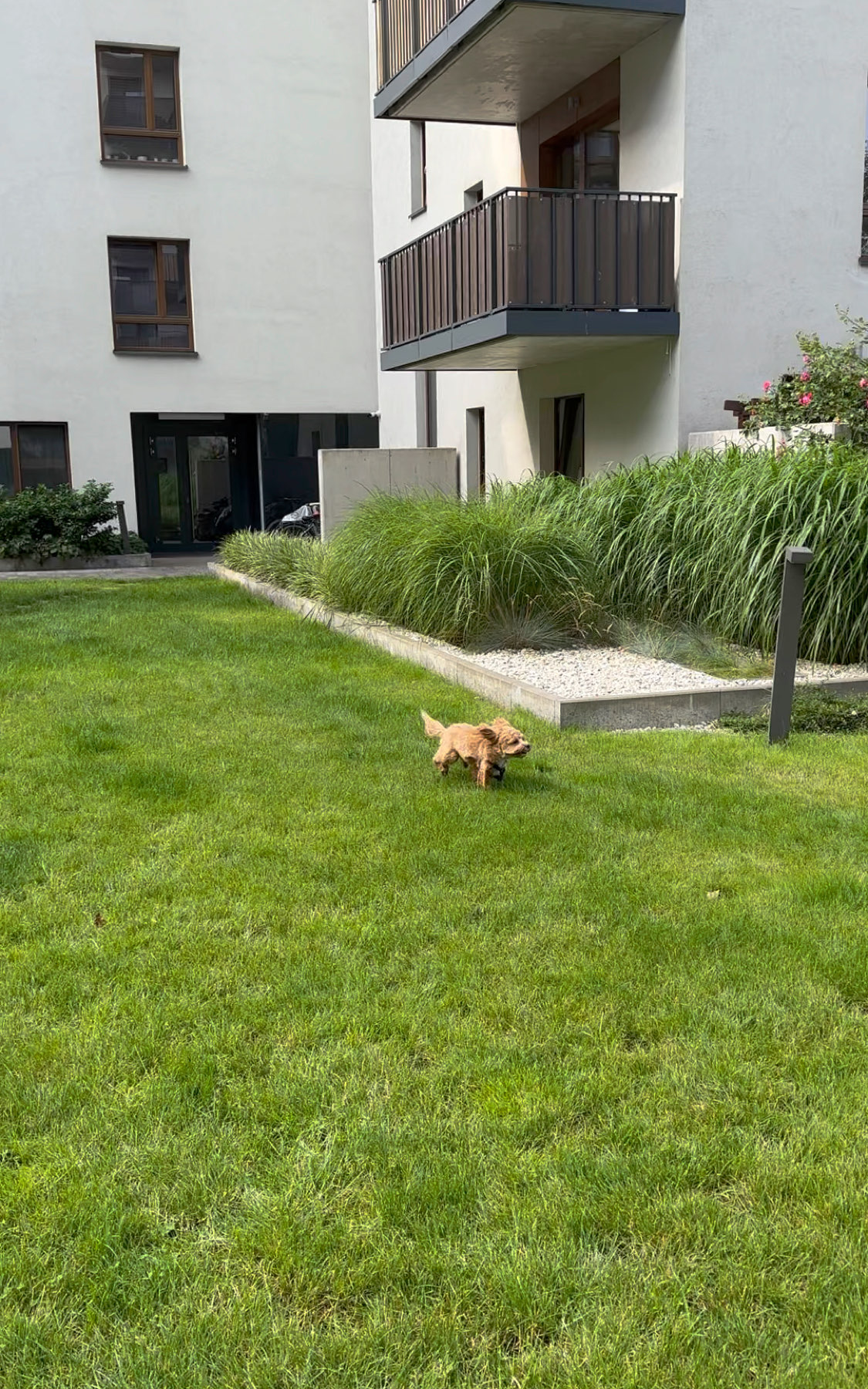 Ходімо разом гуляти з собаками