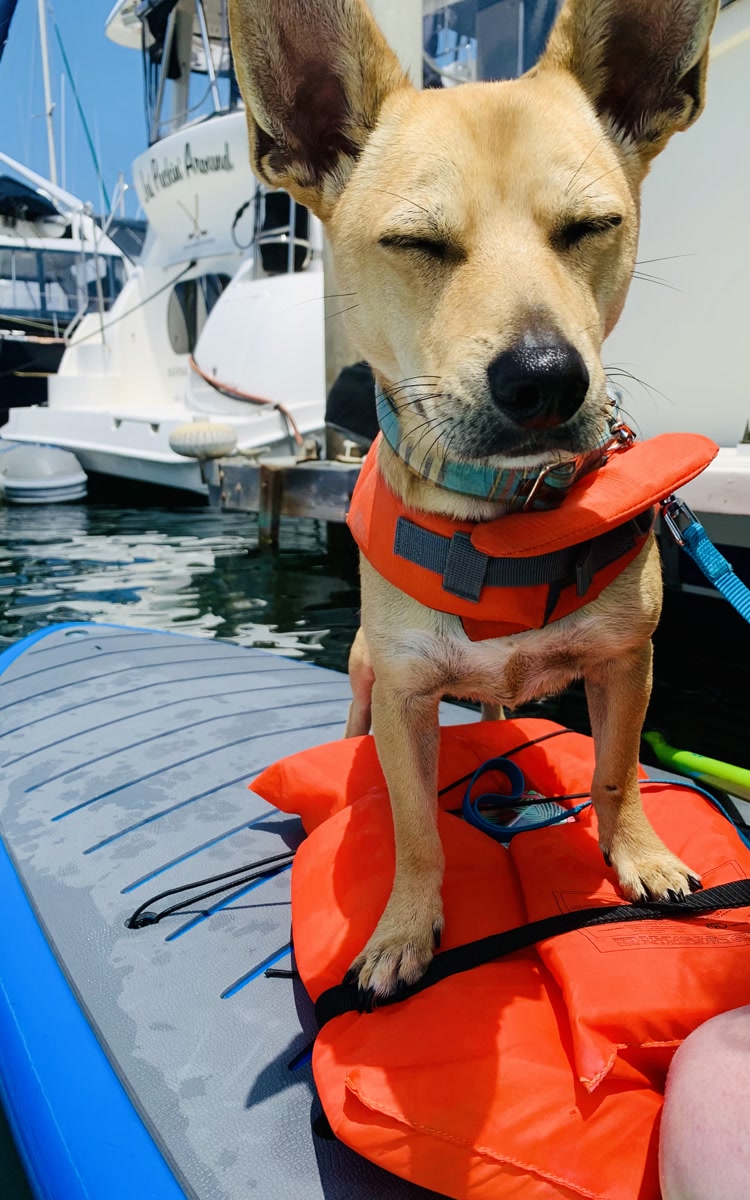 SUP Pup Sesh