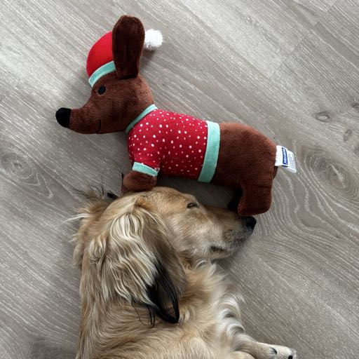 Dachshund Warsaw Club