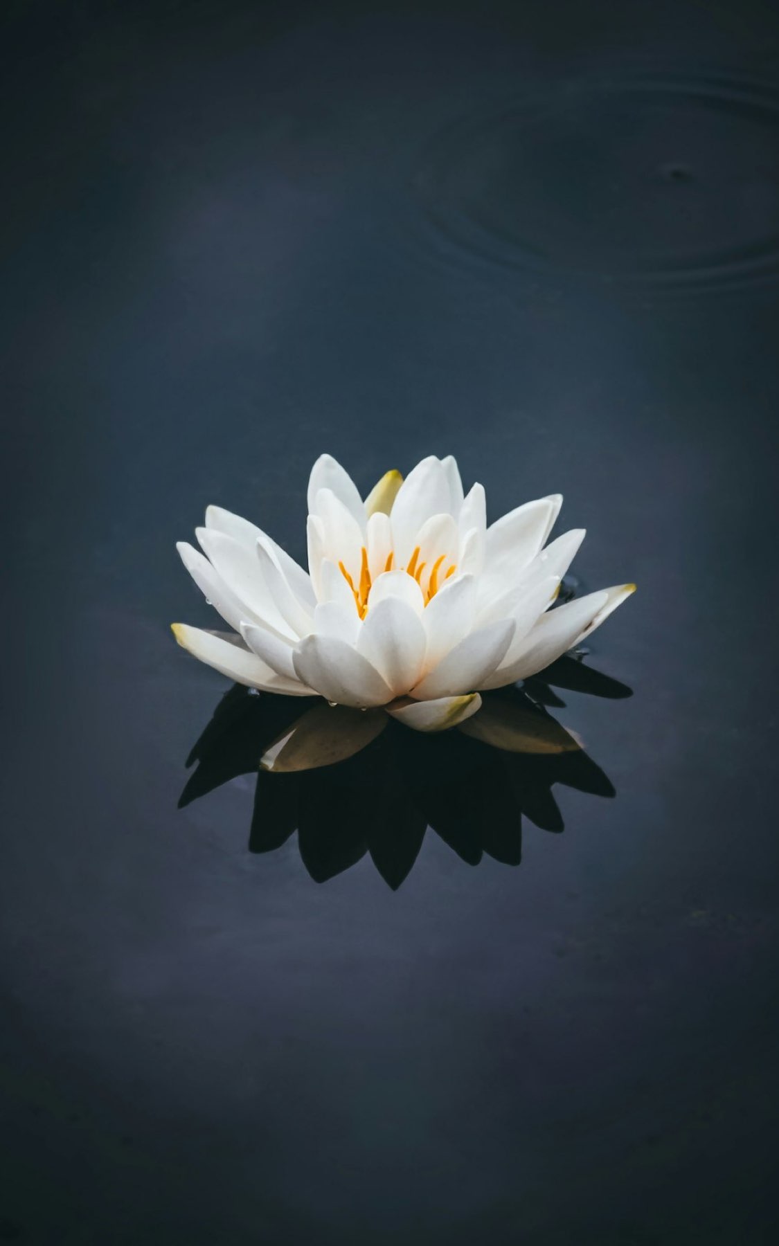 1:1 Wellness Coaching with Pixie