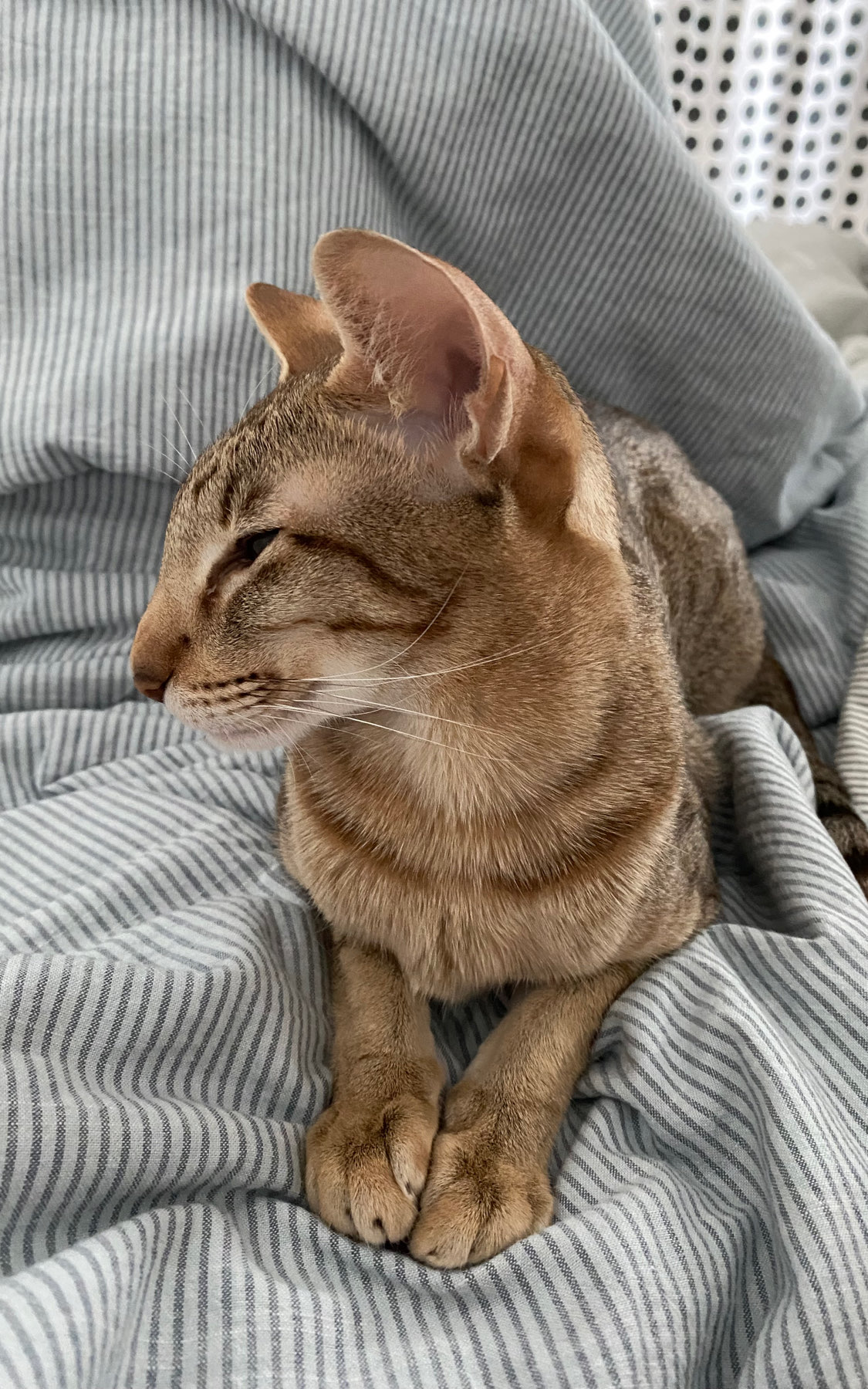 stanislau main picture