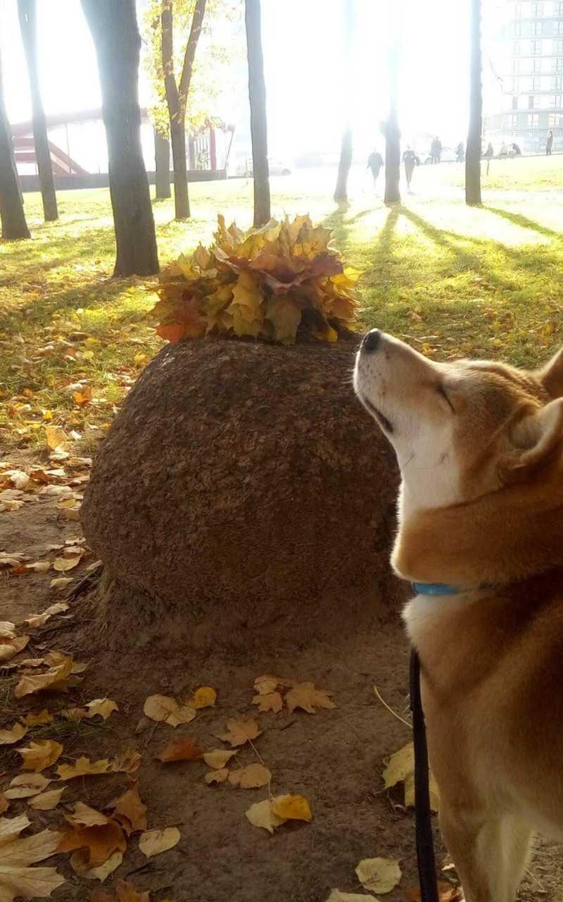 Waleria main picture