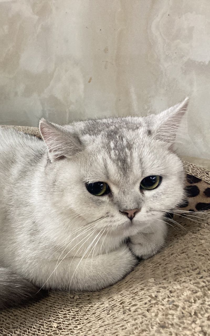 Humaira main picture